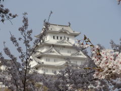 桜に包まれる大天守閣_姫路城の桜