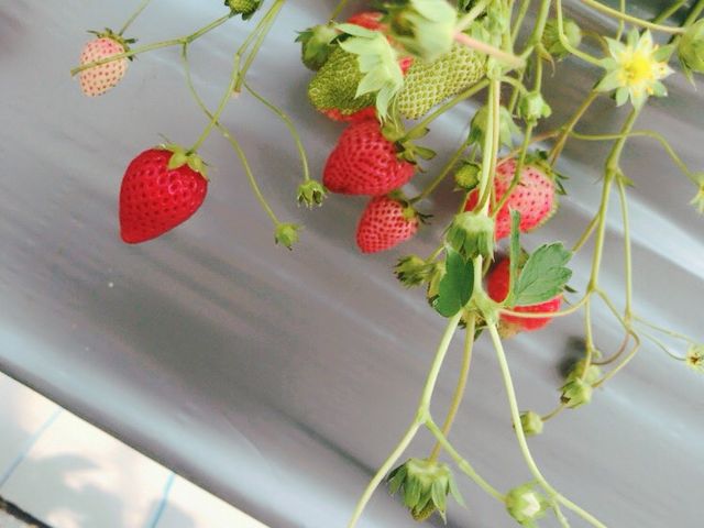 ���₷�����傤�ǂ��������B_���R�t�@�[��