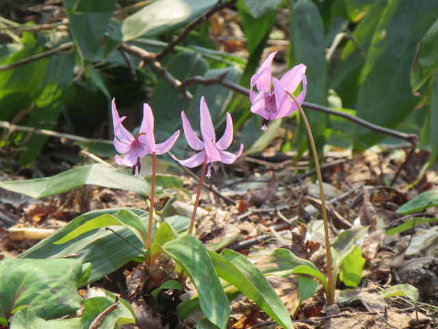 ̓W]߂̓ɍ炭J^N_]Oʎ҂̋O[p[N