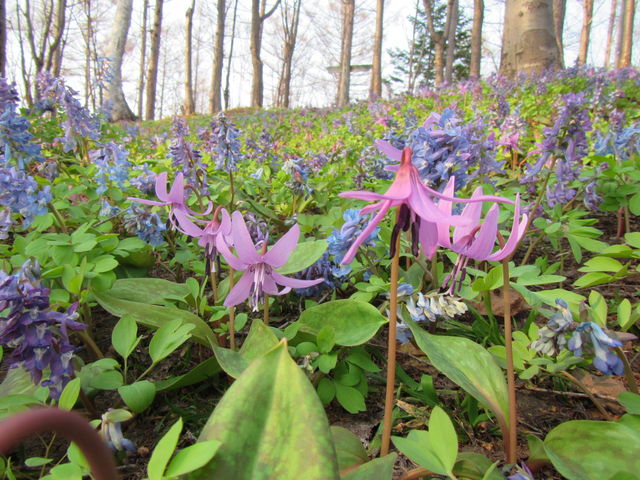 oK[̓J^NG]GSTNłς_]Oʎ҂̋O[p[N