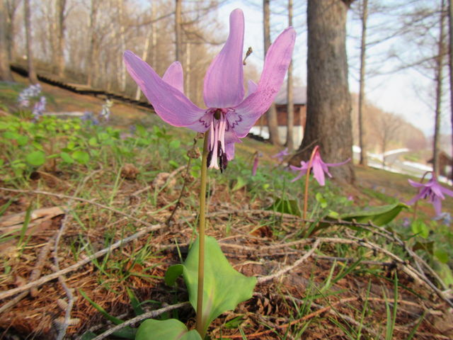 DȃJ^N̉_]Oʎ҂̋O[p[N