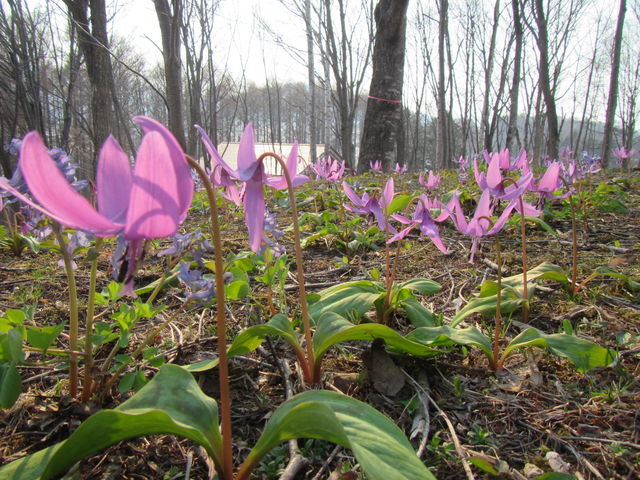 oK[̓J^NсiS[fEB[N̂j_]Oʎ҂̋O[p[N