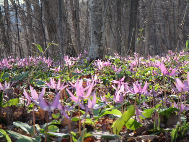 ���ӂɍ炫�ւ�J�^�N��_�`�Z�i�`���̃R�^���j