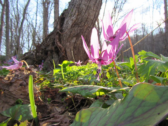 ���ȃJ�^�N���̉�_�`�Z�i�`���̃R�^���j