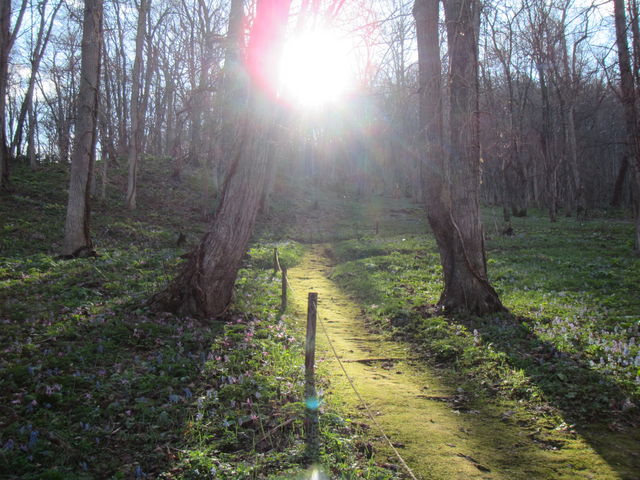 ���ӂ͐X�̎U�􂪂ł���_�`�Z�i�`���̃R�^���j