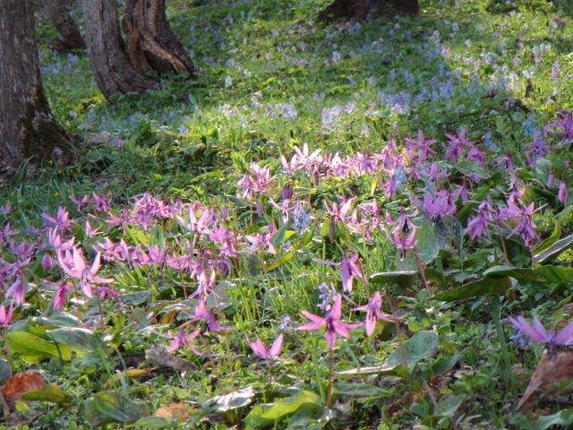 ���ӂ̓J�^�N���̗�_�`�Z�i�`���̃R�^���j