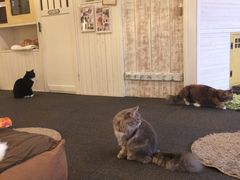 かわいい猫に癒されに 猫カフェ 猫家 川越店の口コミ じゃらんnet