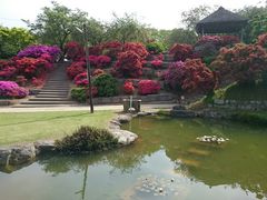 早島公園のサツキ 霧島ツツジの口コミ一覧 じゃらんnet