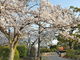 marimariさんの九華公園の桜・つつじ・花菖蒲の投稿写真1