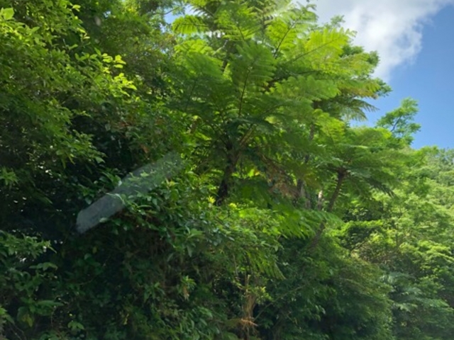 ���Ȃ���̃I�L�i���E���W���K�V�̓��e�ʐ^1