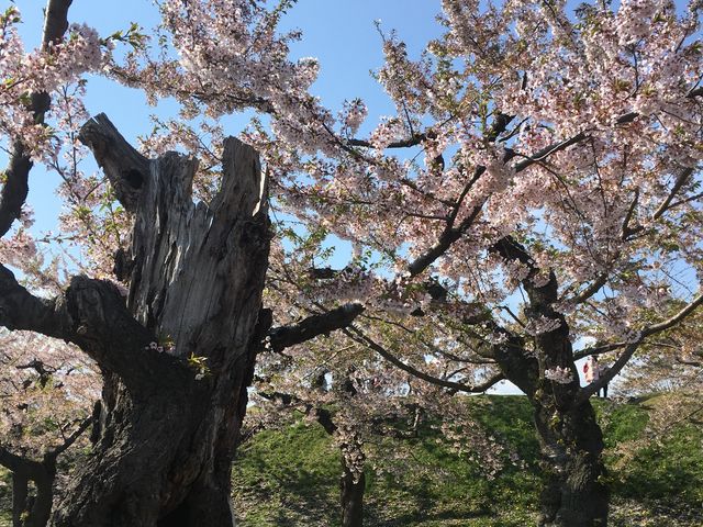 �܂��撣��܂���ƁA�����΂���ɁB���������������ւƍ����B_�ܗŊs�����̍�