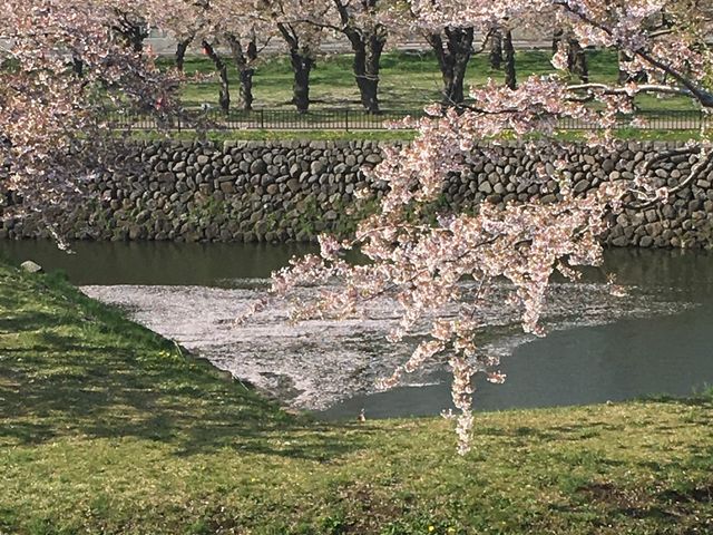 ���ʂɕ����ԍ��̉Ԃт�_�ܗŊs�����̍�