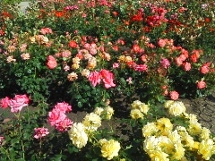 鶴舞公園の 花まつり の口コミ一覧 じゃらんnet