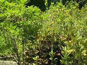 Ȃ̋{ÐlœPpV̓eʐ^1