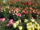 ひろみさんの鶴舞公園の「花まつり」の投稿写真1