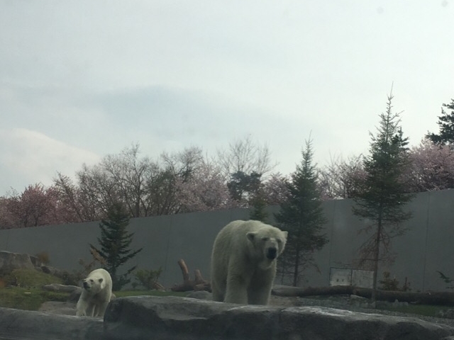 �z�b�L���N�O�}��_�~�R������