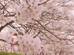 久世トンネル桜の口コミ一覧 じゃらんnet