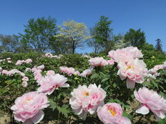 Todaysさんの東松山ぼたん園のぼたんへの投稿写真1