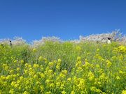 Todays̍؂̉Ԃ̓eʐ^1