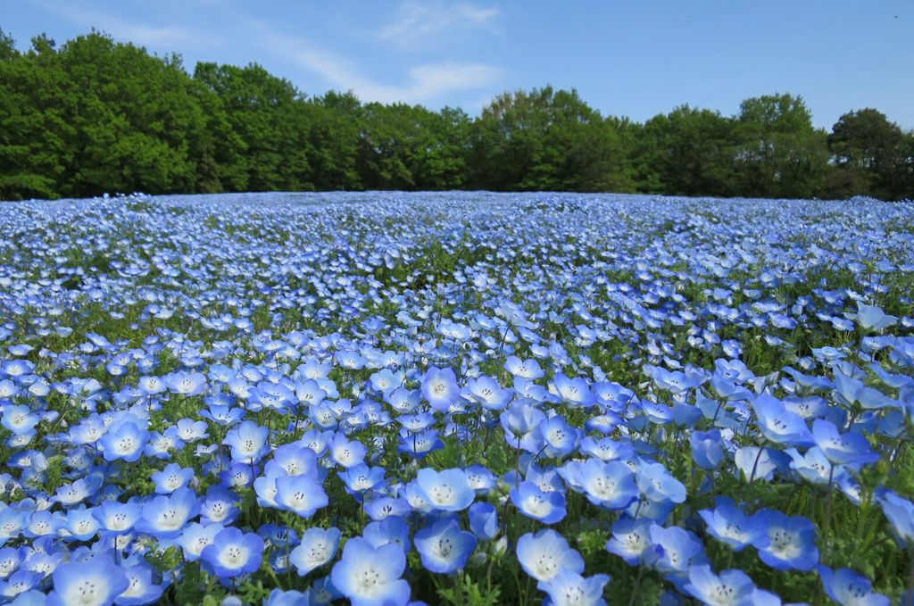 全国のネモフィラ名所おすすめ17選 美しすぎる青い花絶景 見頃情報も じゃらんニュース