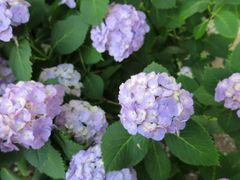 美の山公園のアジサイの口コミ一覧 じゃらんnet