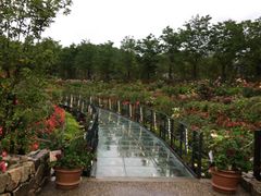 Ȃ̃O[ie{X OiVAւ̓eʐ^1