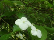 ibokororỉ狍RRA̓eʐ^2