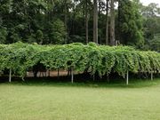 artemis̋{_{̃IIVtW̓eʐ^1