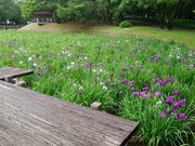 ���傤����̈��g�򌴐X�ь����̃n�i�V���E�u�̓��e�ʐ^1