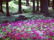 VR񂳂̉FÍ]l\̓eʐ^1