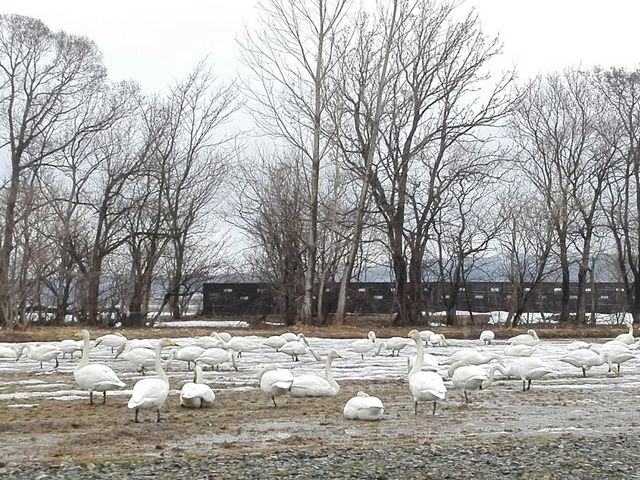 ���\�A�߂��Ō���܂����_�{����