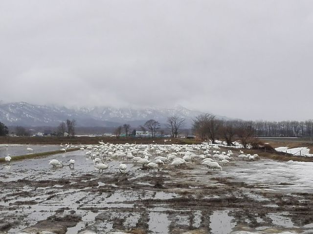 �������A����̔��H�݂����ȏ��ɁA��������̔��������܂�����_�{����