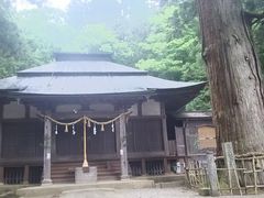 ゆみぶさんの日枝神社の大杉への投稿写真1