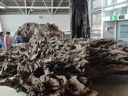 ꂨ񂳂̋Övт̓eʐ^6