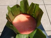 ꂨ񂳂̂܂̂{ ̓eʐ^7