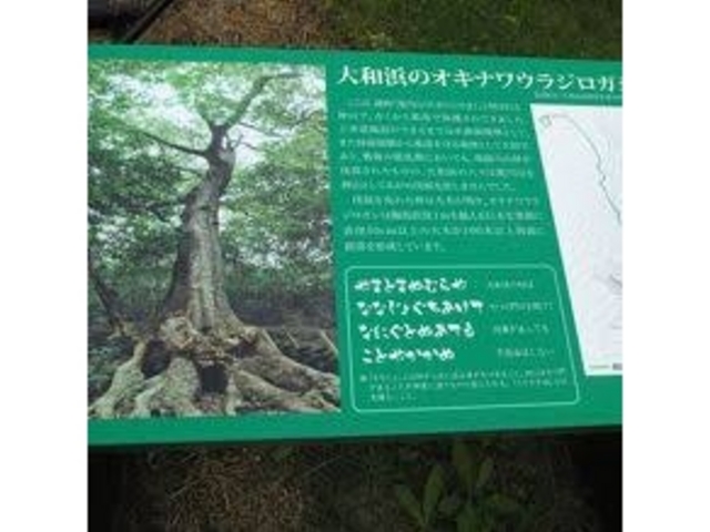 オキナワウラジロガシ】アクセス・営業時間・料金情報 - じゃらんnet