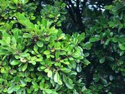 �ҁ[�̂���̖Y�ܐ΂̔�̓��e�ʐ^1