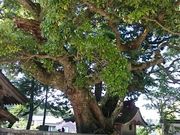 �܂�܂���̖����̓��e�ʐ^1