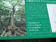 ���i����̃I�L�i���E���W���K�V�̓��e�ʐ^1