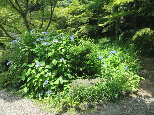 ��޻�_�F�������