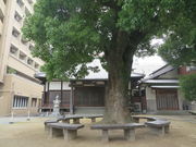 Ԃ񂳂̖@򎛂̓eʐ^1