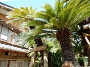 w-masȁ_̃\ec̓eʐ^2