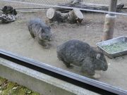 ܂܂ς񂾂̌܌R̓eʐ^2