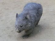 ܂܂ς񂾂̌܌R̓eʐ^3