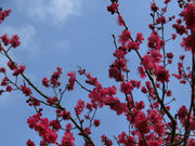 ܂܂ς񂾂̎ꌧߍ]xmԗΌ̓eʐ^1