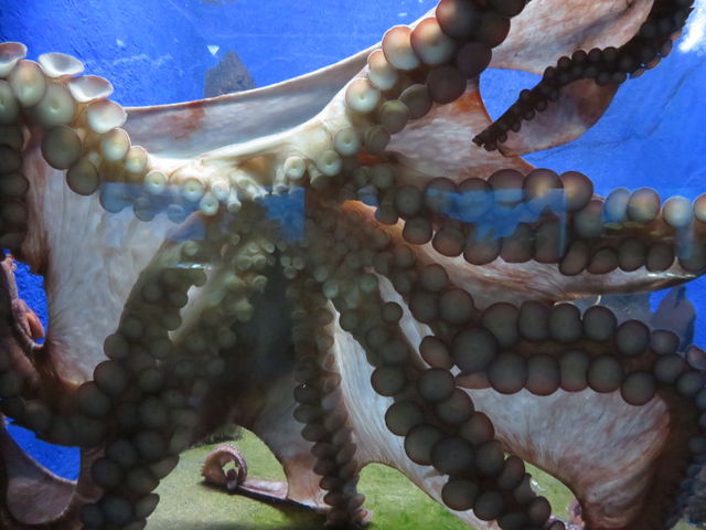 ꂪj[XɂȂuth[ȑ_Rv_݂Ȃ̐فisفj