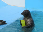 yosshy݂̎Ȃ̐فisفj̓eʐ^2