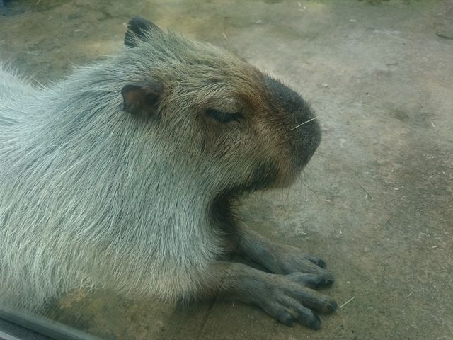 �J�s�o��_�Ȗ،��Ȃ����퐅�V��