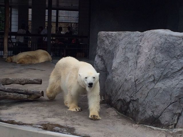 ���킢��_���R������