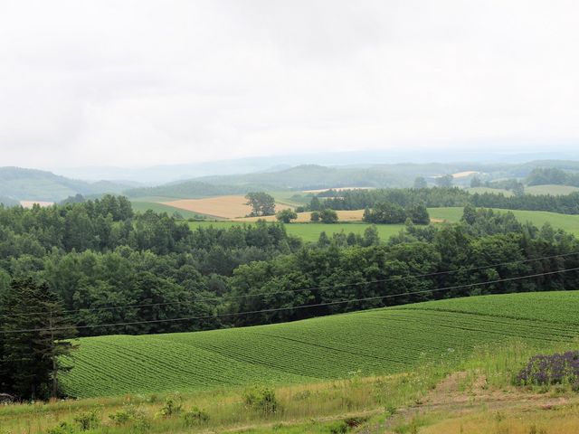 �L��Ȍi�F_�[�R���W�]��